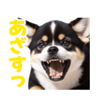 可愛く煽る柴犬☆黒（個別スタンプ：31）