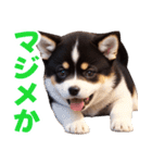 可愛く煽る柴犬☆黒（個別スタンプ：32）