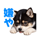 可愛く煽る柴犬☆黒（個別スタンプ：33）