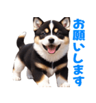 可愛く煽る柴犬☆黒（個別スタンプ：34）