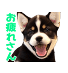 可愛く煽る柴犬☆黒（個別スタンプ：35）