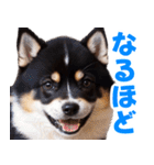 可愛く煽る柴犬☆黒（個別スタンプ：36）