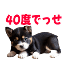 可愛く煽る柴犬☆黒（個別スタンプ：37）