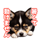 可愛く煽る柴犬☆黒（個別スタンプ：38）