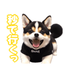 可愛く煽る柴犬☆黒（個別スタンプ：39）