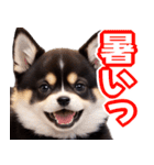 可愛く煽る柴犬☆黒（個別スタンプ：40）