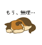 おっとり三毛猫の気まぐれスタンプ(日常)（個別スタンプ：25）