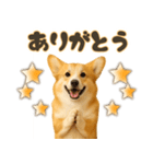 コーギーちゃんの毎日使う！家族連絡・友人（個別スタンプ：1）