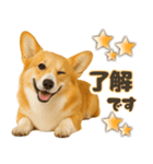 コーギーちゃんの毎日使う！家族連絡・友人（個別スタンプ：4）