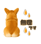 コーギーちゃんの毎日使う！家族連絡・友人（個別スタンプ：5）