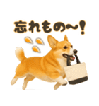 コーギーちゃんの毎日使う！家族連絡・友人（個別スタンプ：7）