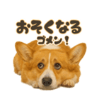 コーギーちゃんの毎日使う！家族連絡・友人（個別スタンプ：8）