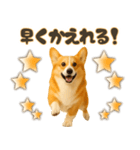 コーギーちゃんの毎日使う！家族連絡・友人（個別スタンプ：9）
