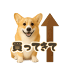 コーギーちゃんの毎日使う！家族連絡・友人（個別スタンプ：11）