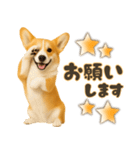 コーギーちゃんの毎日使う！家族連絡・友人（個別スタンプ：12）