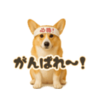 コーギーちゃんの毎日使う！家族連絡・友人（個別スタンプ：14）