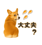 コーギーちゃんの毎日使う！家族連絡・友人（個別スタンプ：27）