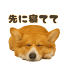 コーギーちゃんの毎日使う！家族連絡・友人（個別スタンプ：29）