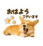 コーギーちゃんの毎日使う！家族連絡・友人（個別スタンプ：31）