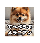 毎日使える！表情豊かなポメラニアン（個別スタンプ：3）