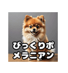 毎日使える！表情豊かなポメラニアン（個別スタンプ：4）