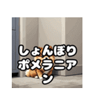 毎日使える！表情豊かなポメラニアン（個別スタンプ：9）
