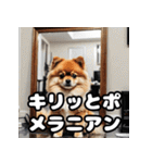 毎日使える！表情豊かなポメラニアン（個別スタンプ：12）