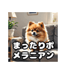毎日使える！表情豊かなポメラニアン（個別スタンプ：13）