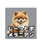 毎日使える！表情豊かなポメラニアン（個別スタンプ：15）