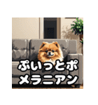 毎日使える！表情豊かなポメラニアン（個別スタンプ：16）