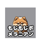 毎日使える！表情豊かなポメラニアン（個別スタンプ：17）