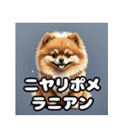 毎日使える！表情豊かなポメラニアン（個別スタンプ：18）