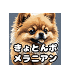 毎日使える！表情豊かなポメラニアン（個別スタンプ：19）