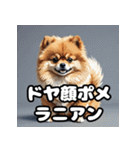 毎日使える！表情豊かなポメラニアン（個別スタンプ：20）