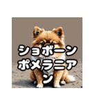 毎日使える！表情豊かなポメラニアン（個別スタンプ：24）