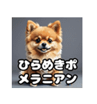 毎日使える！表情豊かなポメラニアン（個別スタンプ：25）