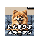 毎日使える！表情豊かなポメラニアン（個別スタンプ：28）