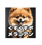 毎日使える！表情豊かなポメラニアン（個別スタンプ：36）