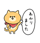 無難すぎて使えすぎる柴犬の毎日(更新)（個別スタンプ：12）