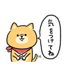 無難すぎて使えすぎる柴犬の毎日(更新)（個別スタンプ：22）