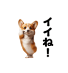 踊る！コーギー！（個別スタンプ：2）