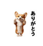 踊る！コーギー！（個別スタンプ：4）