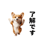 踊る！コーギー！（個別スタンプ：9）