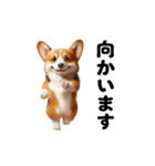 踊る！コーギー！（個別スタンプ：17）