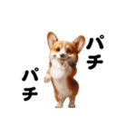 踊る！コーギー！（個別スタンプ：20）