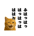 実はおしゃべりなオタ猫（個別スタンプ：4）