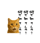 実はおしゃべりなオタ猫（個別スタンプ：5）