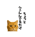実はおしゃべりなオタ猫（個別スタンプ：10）