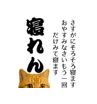 実はおしゃべりなオタ猫（個別スタンプ：11）