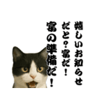 実はおしゃべりなオタ猫（個別スタンプ：15）